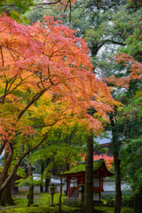 奈良公園の紅葉②