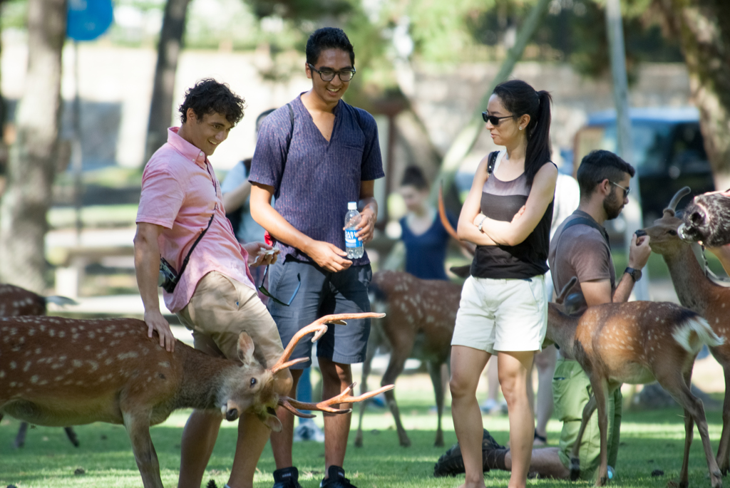 日本の鹿はハゲシイデスネ・・・