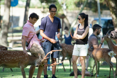 日本の鹿はハゲシイデスネ・・・