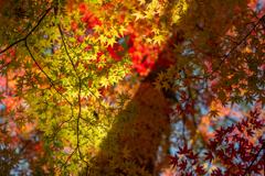 奈良公園の紅葉⑥