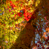 奈良公園の紅葉⑥