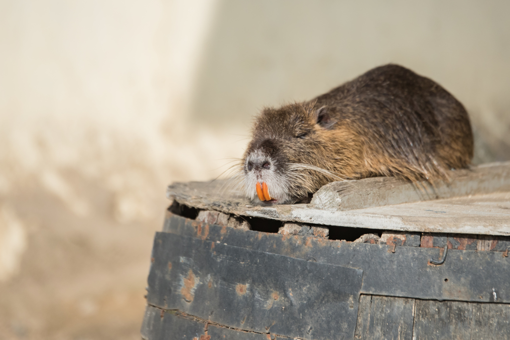 天王寺動物園②