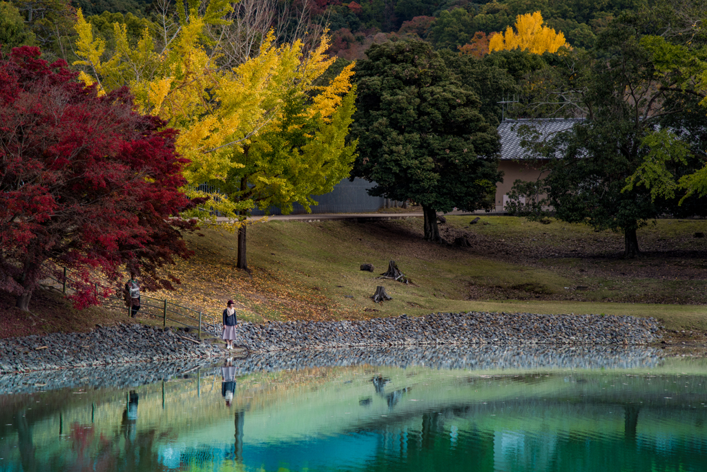 奈良公園の紅葉④