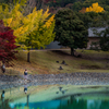 奈良公園の紅葉④