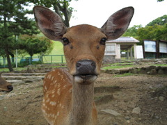 奈良の鹿