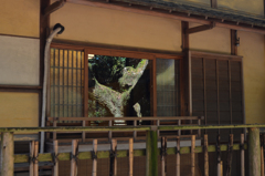 窓に映るボク（木）？②