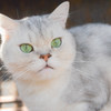 猫カフェにて　９