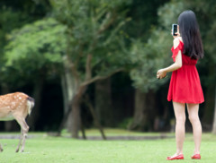 鹿さん　こっち向いて