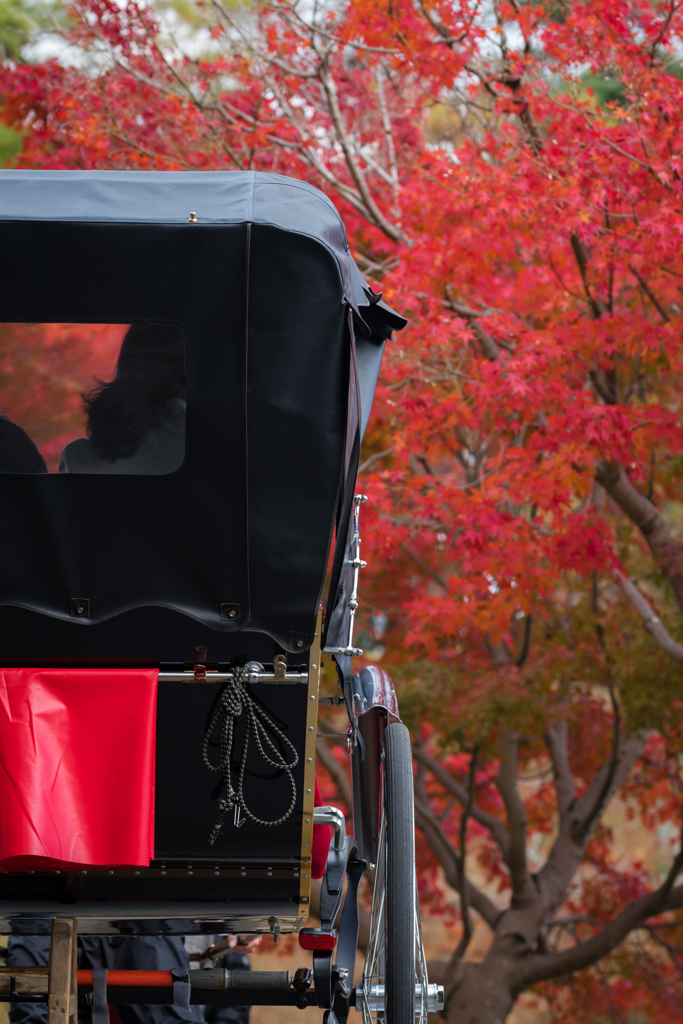 奈良公園の紅葉⑨