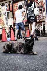 大阪ミナミのネコ②
