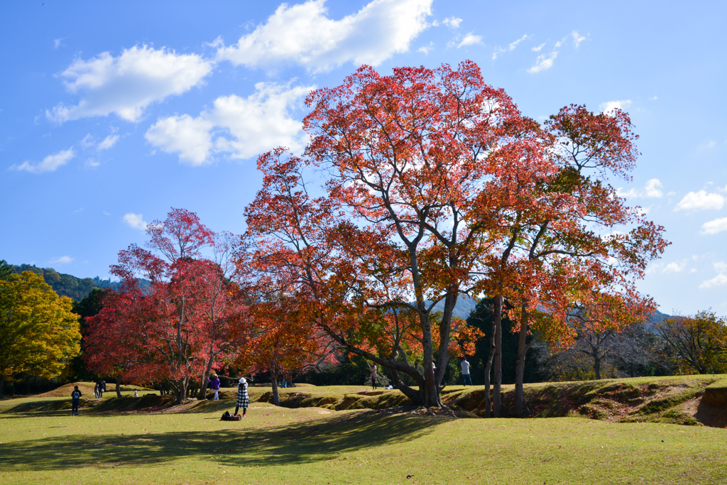 奈良飛火野の紅葉①