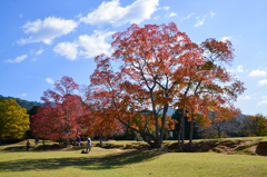 奈良飛火野の紅葉①