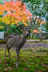 奈良公園の紅葉