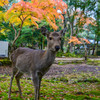 奈良公園の紅葉