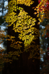 奈良公園の紅葉⑦