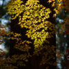 奈良公園の紅葉⑦