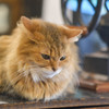 猫カフェにて　７