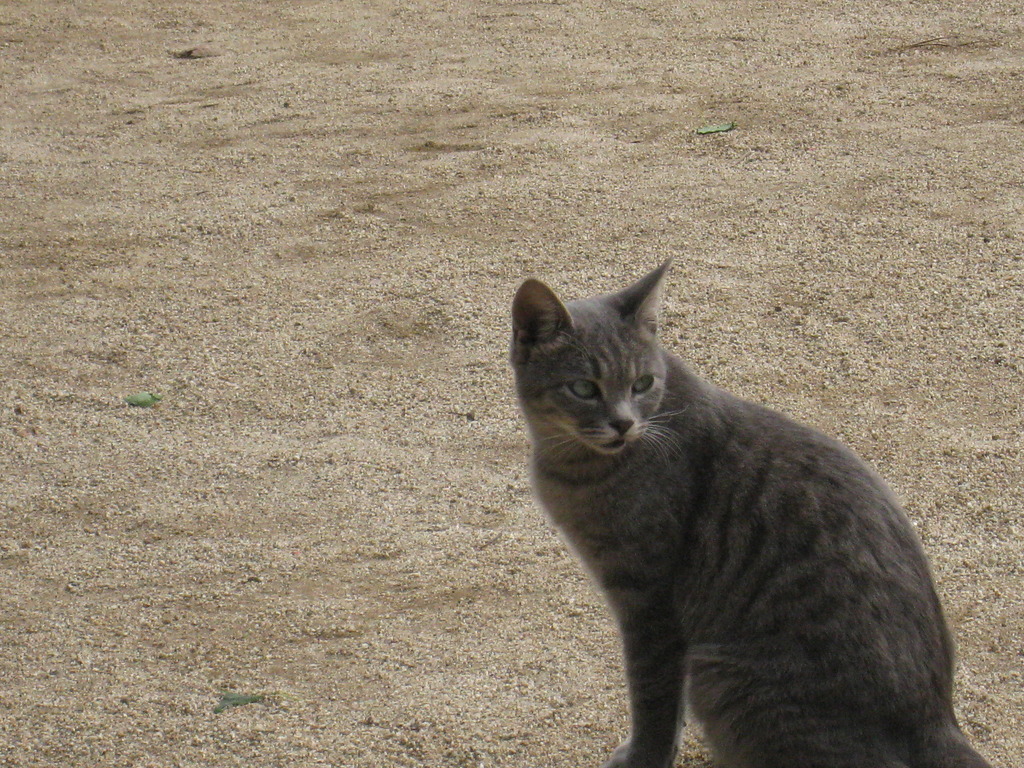 アンニュイ猫
