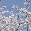 サクラトソラ