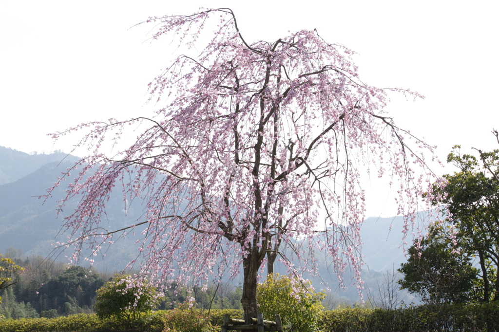 しだれ桜