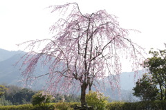 しだれ桜