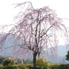 しだれ桜
