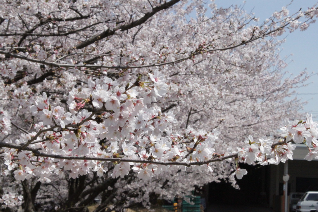 桜波