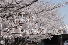 桜波