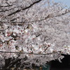 桜波