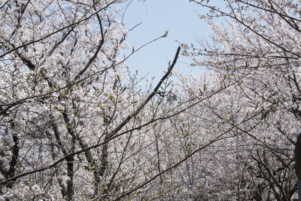 桜空