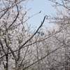 桜空