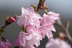 創価の花
