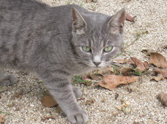 可愛い野良猫の場合