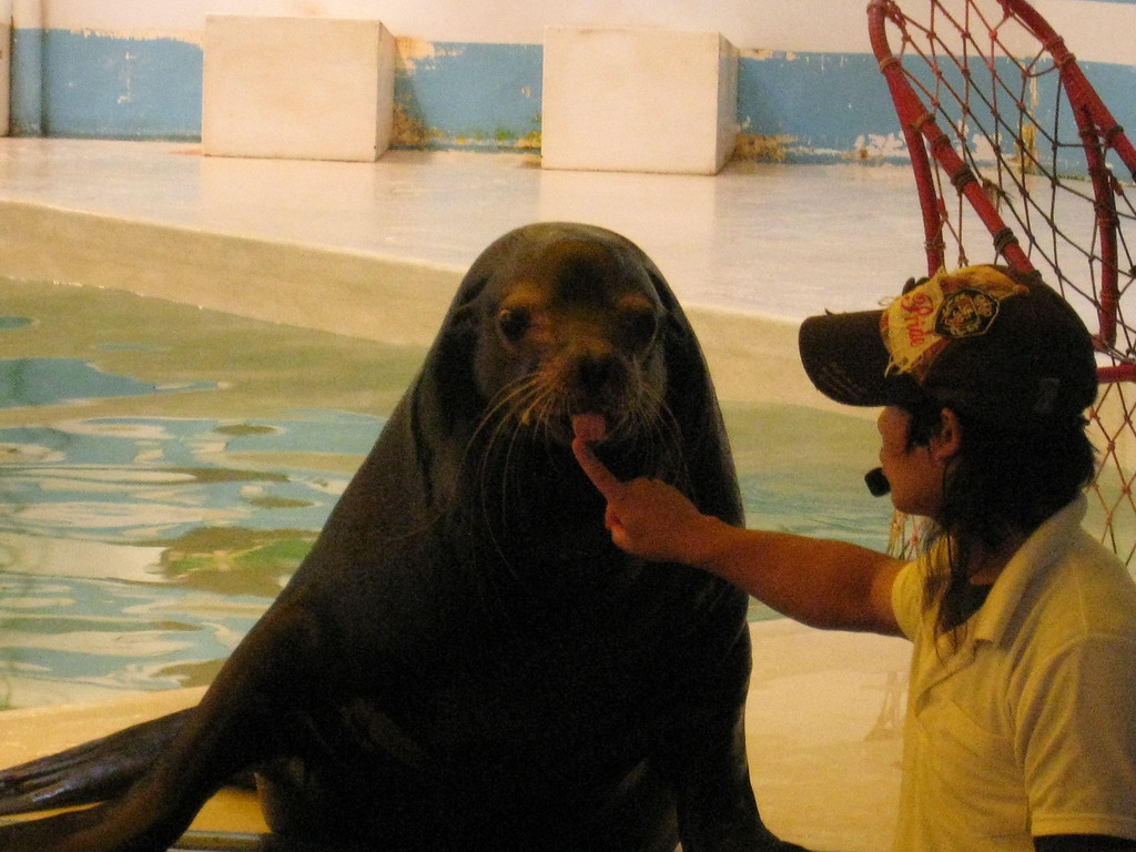 下を出すアシカ