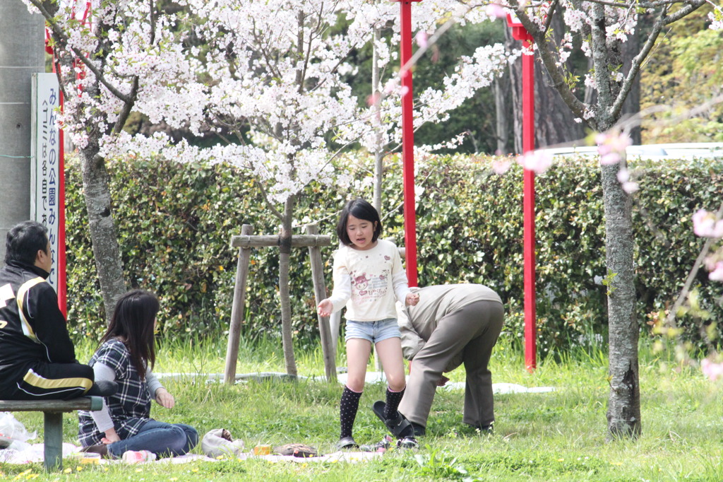 花見風情　家族