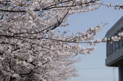 忍び寄る桜