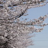 忍び寄る桜