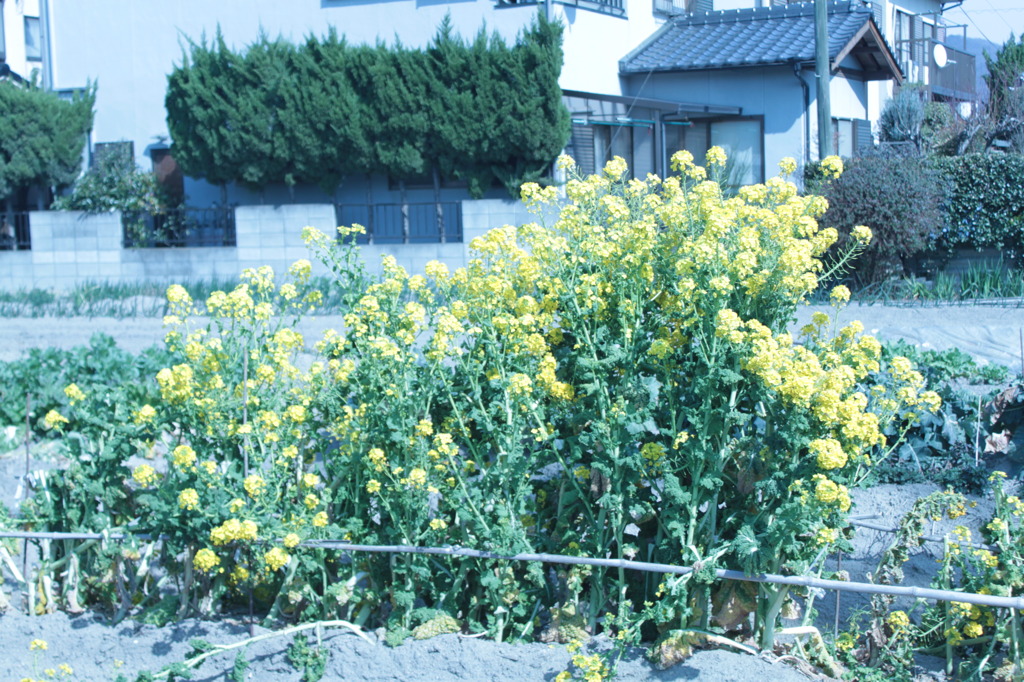 褪　菜の花