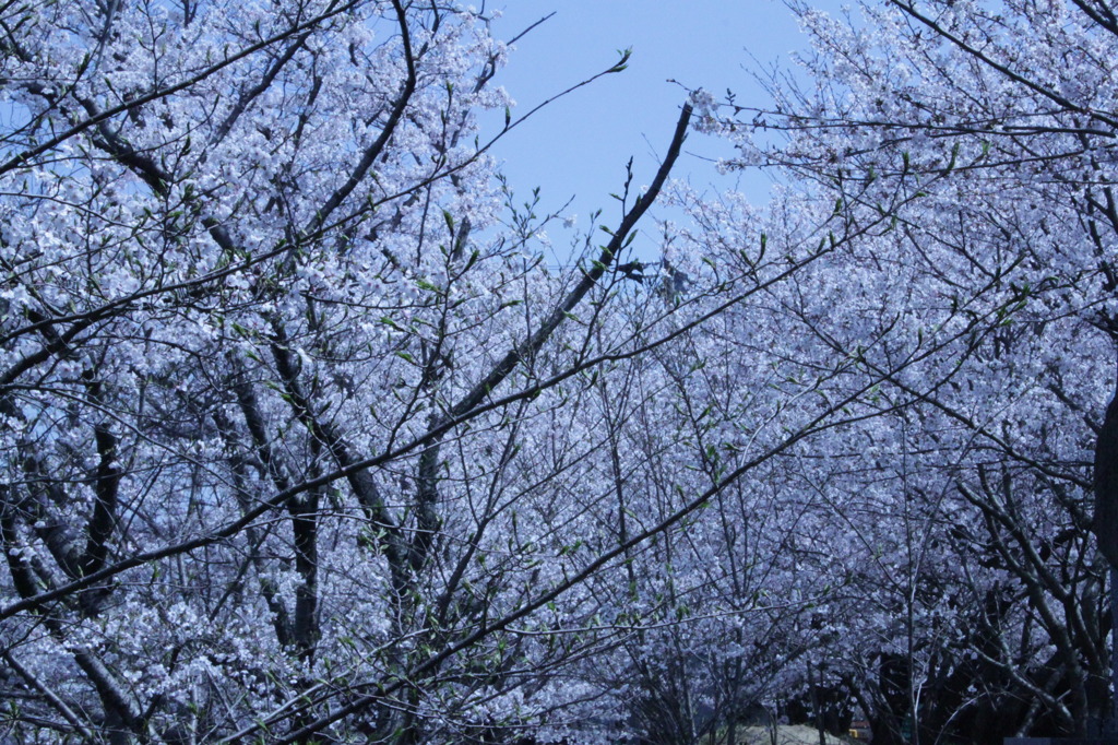 白桜