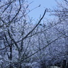 白桜