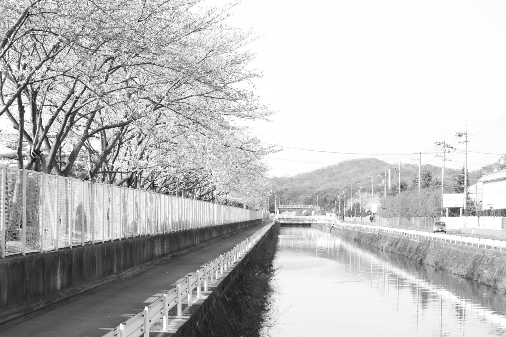 川面桜