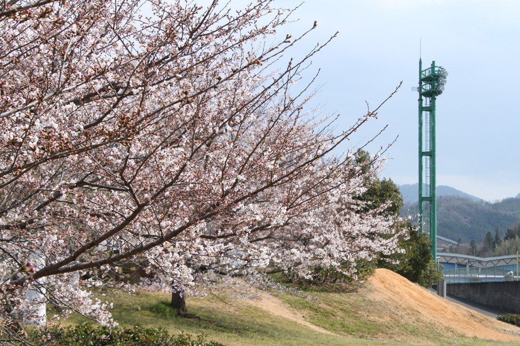 立ち並ぶ桜・・・五分咲き