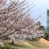 立ち並ぶ桜・・・五分咲き