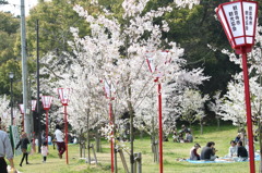 花見風情　壱