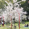 花見風情　壱
