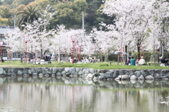 花見風情　弐