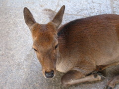 お休み中なんですけど・・・