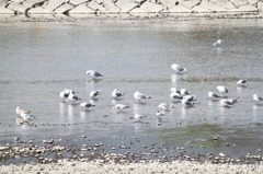 水鳥の羽休め