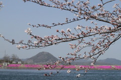 芝桜に架かる枝木