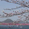芝桜に架かる枝木